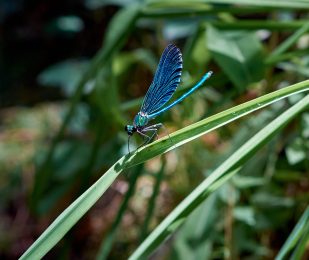 A vertical selective focus shot of a blue damselfly resting on a plant